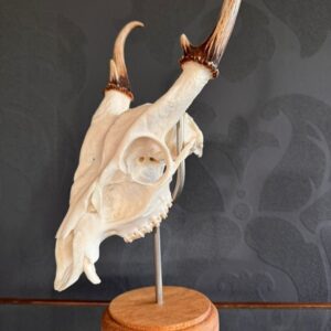 Pedestal Trophy Skull Mount