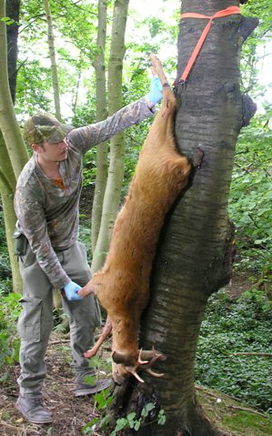 Napier Apex Tree Hugger