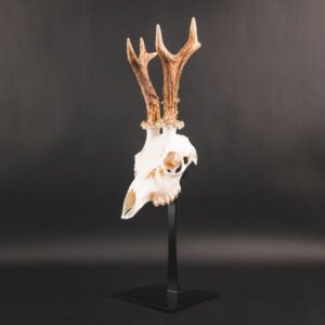 Waidmetall Slim Edition Roe Deer Trophy Stand