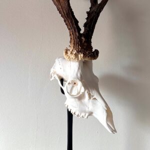 Waidmetall Slim Edition Roe Deer Trophy Stand